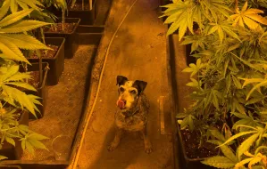 Pies Edek znalazł marihuanę i inne narkotyki