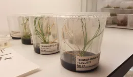 Biolodzy z UG stworzyli bank nasion, by chronić zagrożone gatunki roślin z regionu