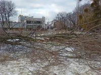 Nielegalna wycinka 55 drzew przy plaży w Jelitkowie