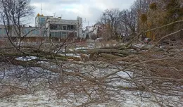 Nielegalna wycinka 55 drzew przy plaży w Jelitkowie