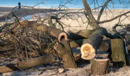 Za wycinkę części drzew w Jelitkowie nie będzie żadnej kary