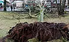 Wichura powaliła kilkanaście drzew w parku Oliwskim