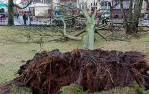Wichura powaliła kilkanaście drzew w parku Oliwskim