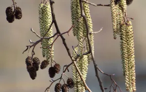Alergia zimą i wczesną wiosną. Jakie pyłki uczulają w lutym i marcu?