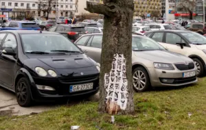 Zagadkowe runy na drzewach i kamieniach w Gdyni