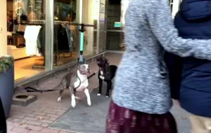 Agresywne psy przed galerią handlową. Sprawa trafi do sądu