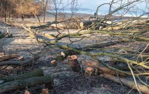Nowe drzewa mogą pojawić się w miejsce wyciętych przy plaży