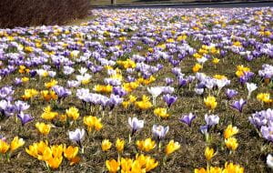 Kwiaty wiosny - nazwy, rodzaje i zdjęcia. 7 popularnych wiosennych kwiatów