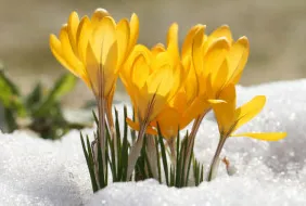 Zwiastuny wiosny. Co kwitnie w marcu w ogrodzie?