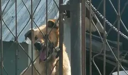Uratowali psa na łańcuchu przed pożarem