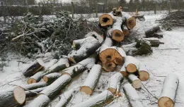 Drzewa znikają przy lotnisku w Gdyni