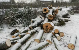 Drzewa znikają przy lotnisku w Gdyni