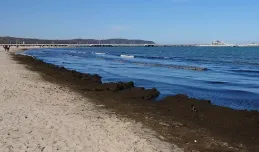 Glony nie czekały na majówkę, pojawiły się na plaży już wcześniej