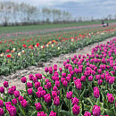 O rany, tulipany! Zerwij kwiaty prosto z pola