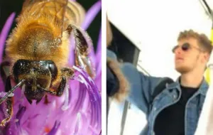Uratował pszczołę, dostanie miód od prezydenta Gucia