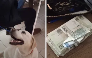Pies wywąchał ukrytą gotówkę w lokalu dłużnika