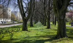 68 nowych pomników przyrody w Gdyni