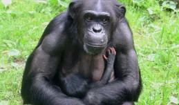 Gdańskie zoo powitało małego szympansa