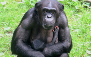 Gdańskie zoo powitało małego szympansa
