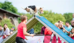 Zobacz zwinne psy na Kolibkach. Zawody agility w weekend 18-19.06