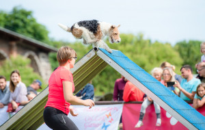 Zobacz zwinne psy na Kolibkach. Zawody agility w weekend 18-19.06