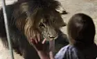 10 sierpnia Dzień Lwa w zoo. Atrakcje dla najmłodszych
