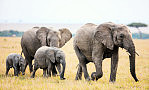 Odporne na nowotwory słonie pomogą naukowcom w szukaniu terapii