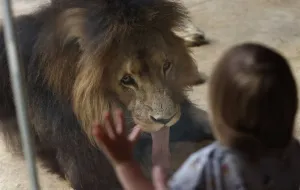 10 sierpnia Dzień Lwa w zoo. Atrakcje dla najmłodszych