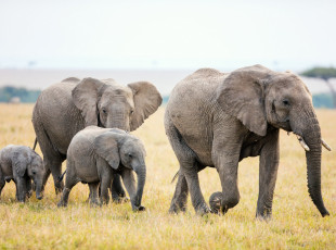 Odporne na nowotwory słonie pomogą naukowcom w szukaniu terapii