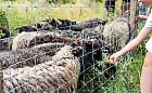 Owce zamieszkały nad Opływem Motławy. Będą kosić trawę i użyźniać glebę