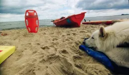 Pies-ratownik na plaży. Nie przeszkadzajmy mu w pracy