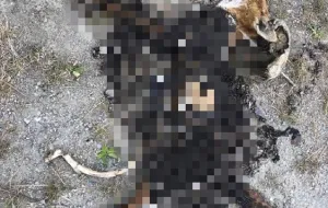 Ciało lisa spalone na terenie ogródków działkowych [aktualizacja 12.08]