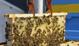 Rekord gdyńskich pszczół: 182 kilogramy miodu w ciągu roku