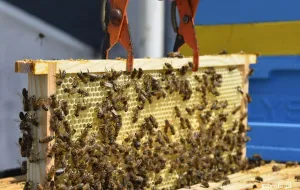 Rekord gdyńskich pszczół: 182 kilogramy miodu w ciągu roku