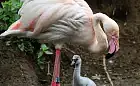 W zoo wykluły się flamingi. Już można podziwiać je na wybiegu