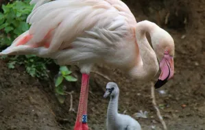 W zoo wykluły się flamingi. Już można podziwiać je na wybiegu