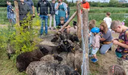 Miasto nie zamierza płacić 150 tys. zł za owce. Zerwie umowę?