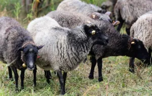 Gdańsk zerwał umowę ws. wypasu owiec. Zwierzęta muszą zostać zabrane