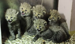 W zoo urodziło się pięć gepardów grzywiastych