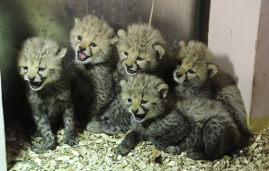 W zoo urodziło się pięć gepardów grzywiastych