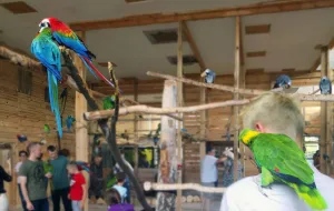 Papugarnie nie są miejscami dobrymi dla papug?