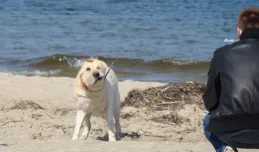 Gdynia: część plaży dostępna dla psów przez cały rok?