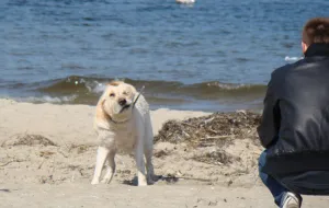 Gdynia: część plaży dostępna dla psów przez cały rok?