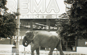 Co słoń robił na Przymorzu w 2000 roku?