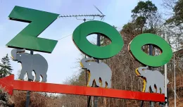 Odtworzą stary znak do zoo jeszcze w tym roku