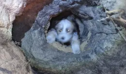 Pies wpadł do dziury wykopanej przez poszukiwaczy bursztynu