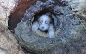 Pies wpadł do dziury wykopanej przez poszukiwaczy bursztynu
