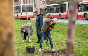"Partyzanci" zebrali 4 tys. zł na nowe drzewa. W sobotę tajna akcja sadzenia
