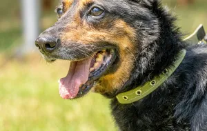 Gustav: pies, który uciekł z objętej wojną Ukrainy. Szukamy domu