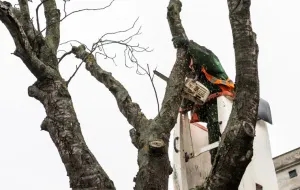 Wycinają 22 drzewa na Długich Ogrodach, bo były martwe